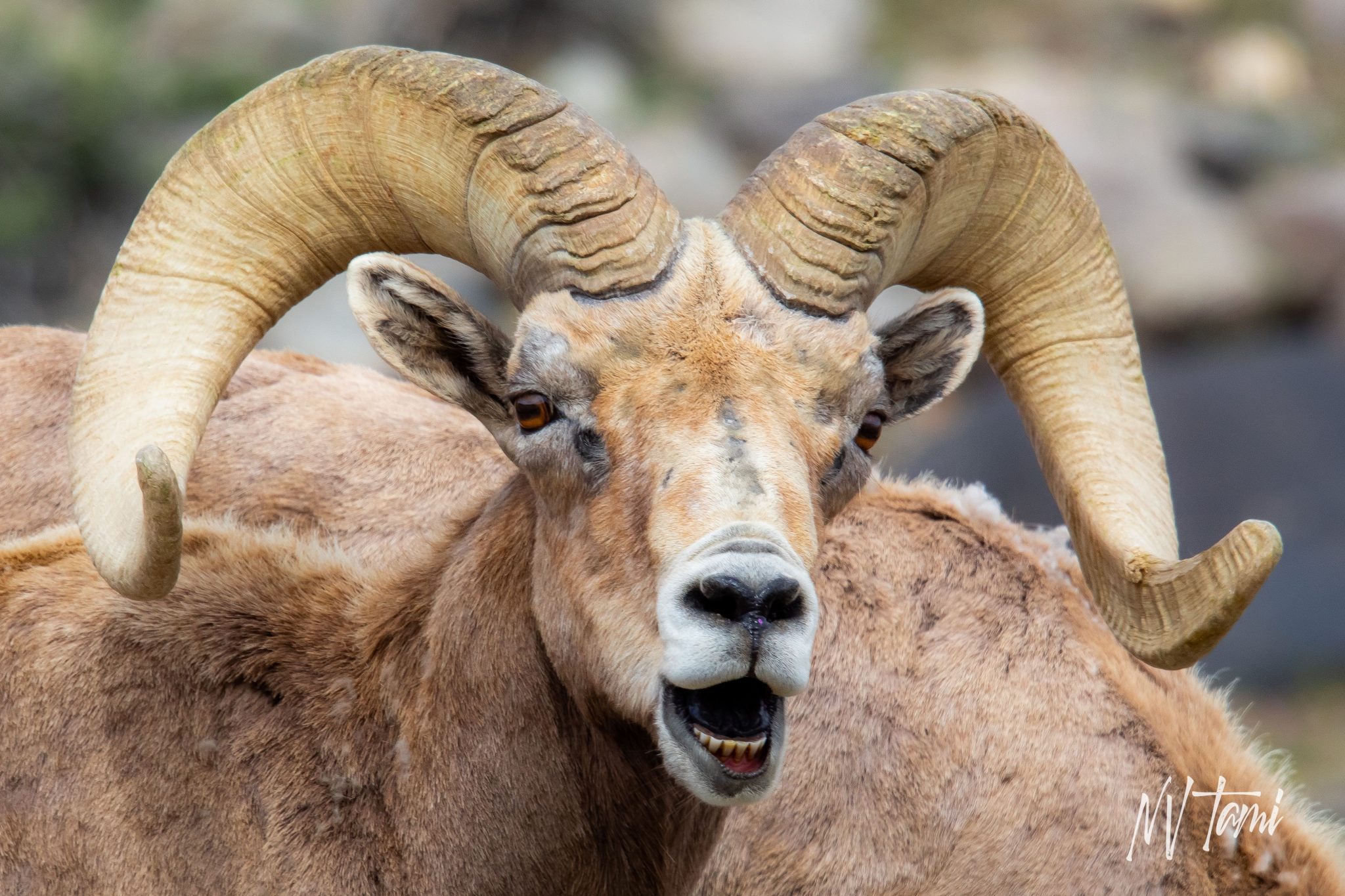 What States Can You Hunt Bighorn Sheep