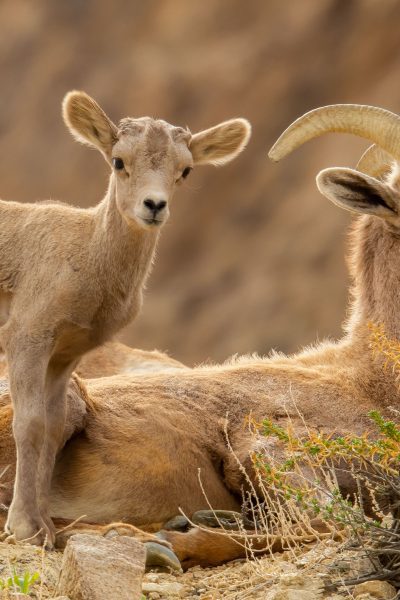 Big Horned Sheep Baby and Momma Hawthorne Walker Lake Nevada