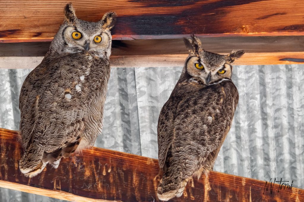 Great Horned Owls Pair in Pole Barn  Flash and Girlfriend