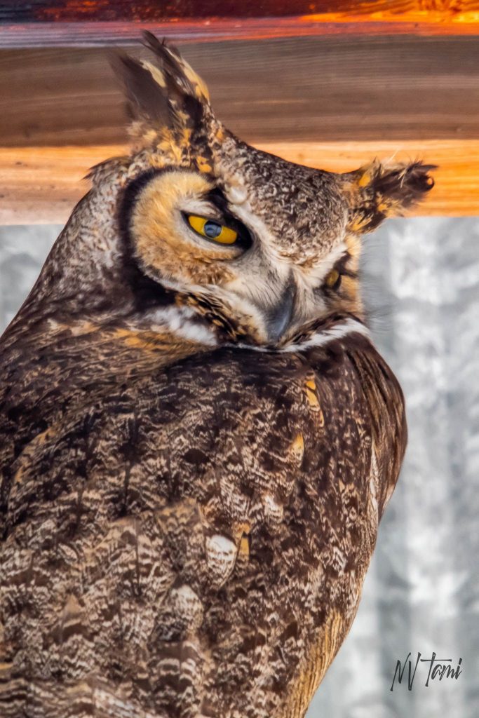 Great Horned Owls Pair in Pole Barn  Flash