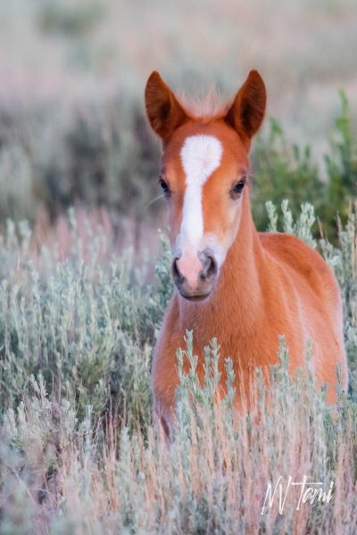 Wild Horse Nevada Foal Pine Nut Range