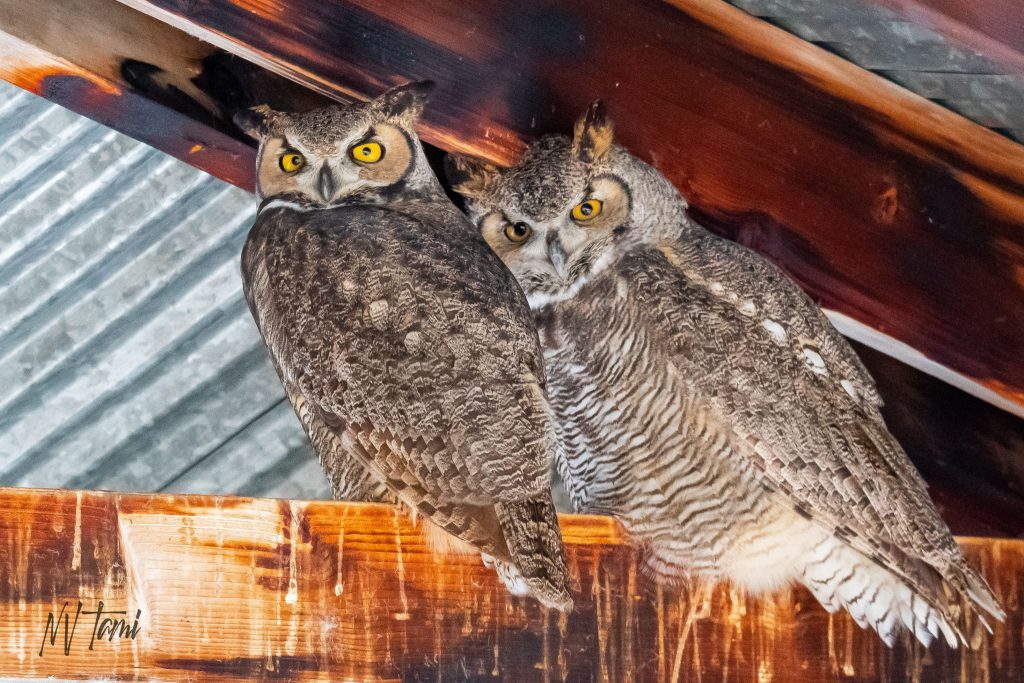Great Horned Owls Pair in Pole Barn Margaret and Winston