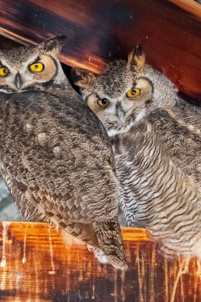 Great Horned Owls Pair in Pole Barn