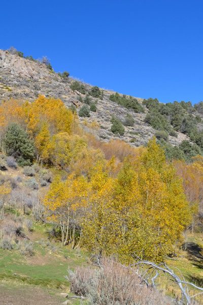 Red Canyon Douglas County Nevada Ghost Town Mining Camp