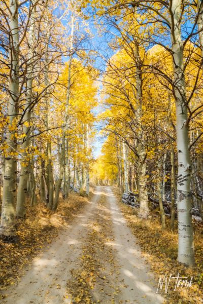 Fall colors Munckton ghost town