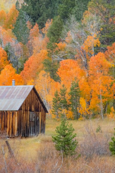 Hope Valley California Fall Leaves