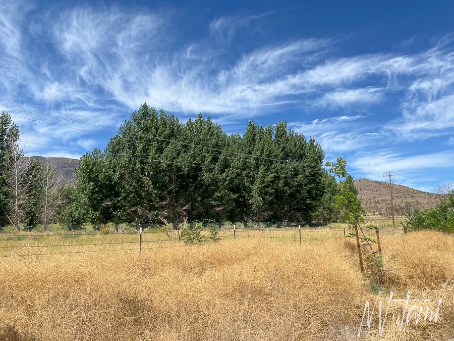 Genoa Carson to Aurora Bodie Toll Road Nevada California ghost town abandoned wagon freight roads Mountain House