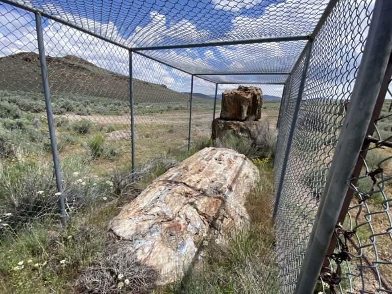 petrified tree