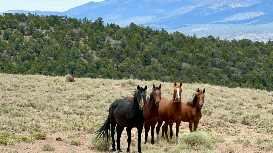 Nevada Ghost Towns White Pine County Abandoned Ruins Siergel Centerville
